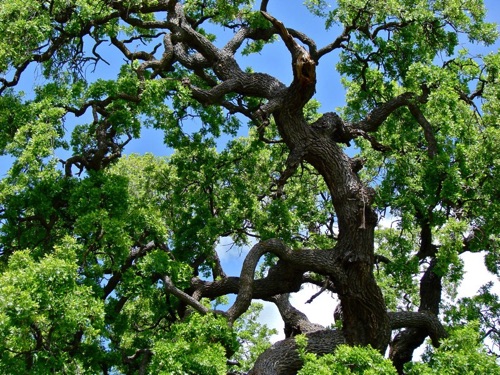 Old Valley Oak